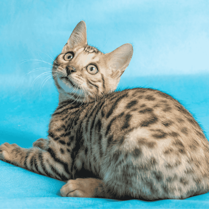 สายพันธุ์แมวอะไรที่นิยมเลี้ยงในไทย