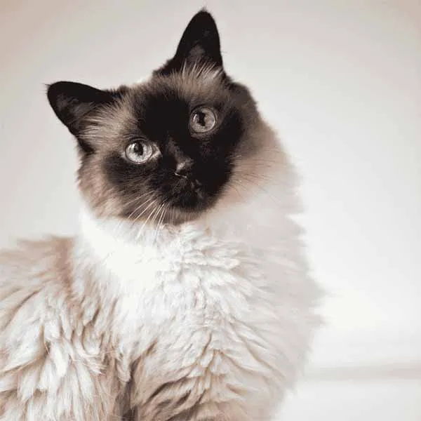 Birman-c