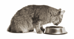 อาหารและโภชนาการแมว