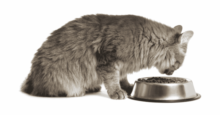 อาหารและโภชนาการแมว
