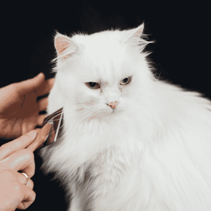 วิธีการเลี้ยงแมวที่ถูกต้อง