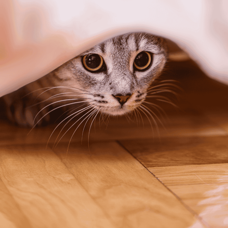 อาการแมวเครียด