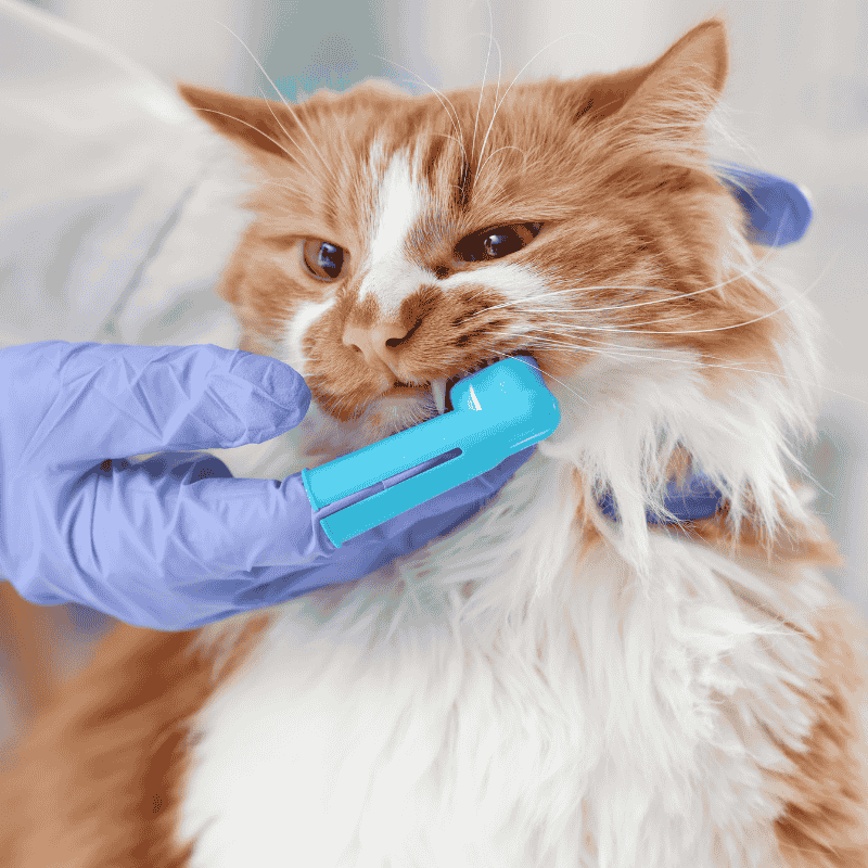 ความรู้และทักษะในการเลี้ยงแมว