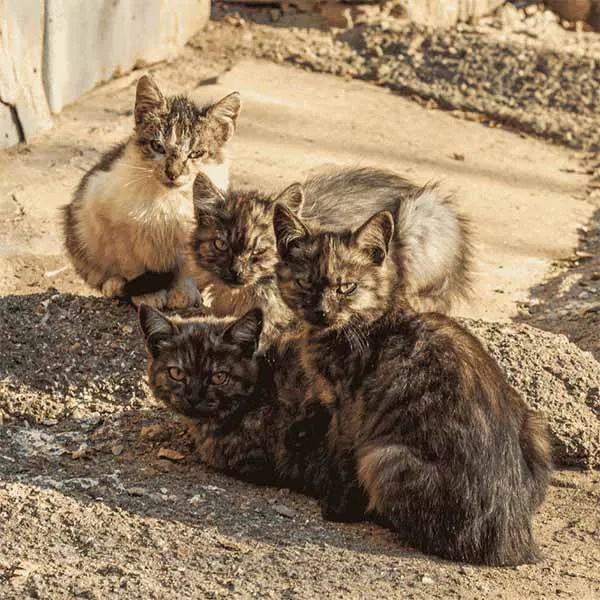 หาบ้านให้แมว