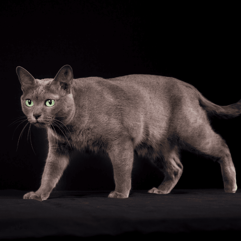 พิจารณาสายพันธุ์แมวก่อนเลี้ยง