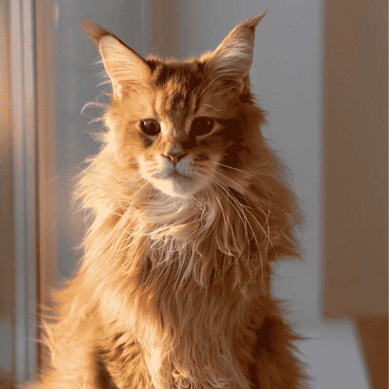 แมวพันธุ์ไหนเหมาะกับคุณ