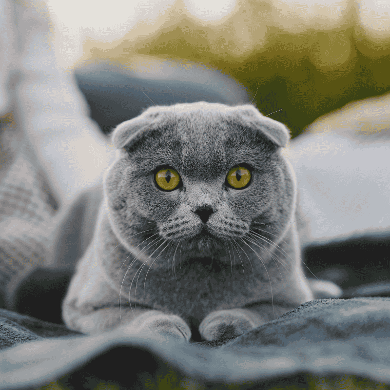 สายพันธุ์แมวยอดนิยม