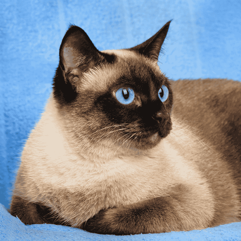 7 สายพันธุ์แมวยอดนิยมในไทย