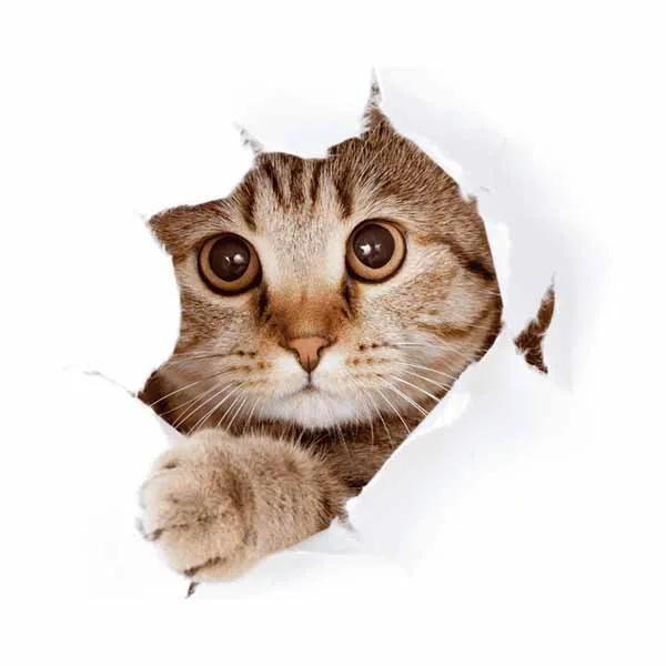 สารานุกรมแมว