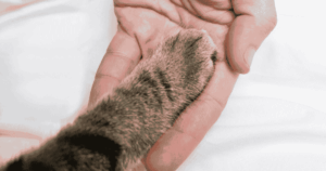 การดูแลสุขภาพแมว