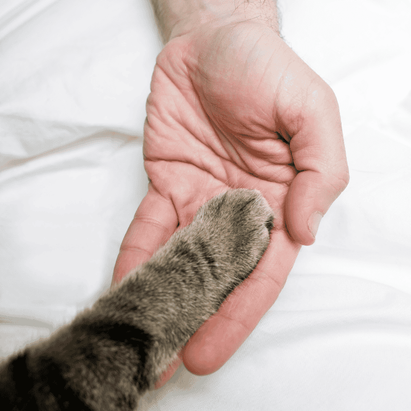 การดูแลสุขภาพแมว