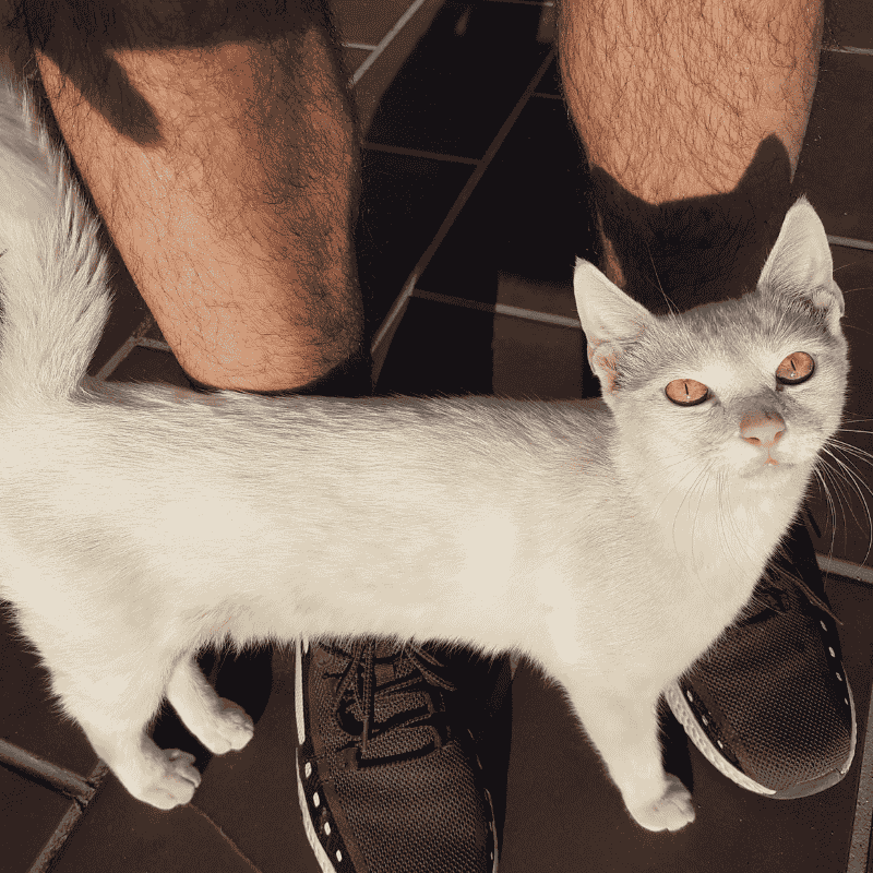 แมวขนร่วง หลัง ทํา หมัน