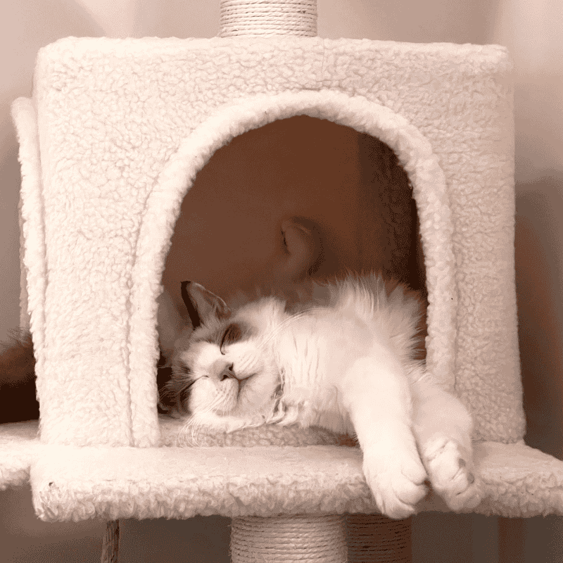 ท่าทางของแมวบอกอะไร