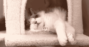 พฤติกรรมแมว