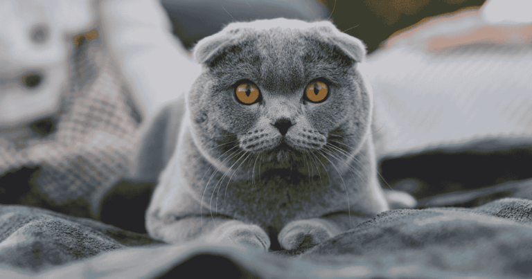 สายพันธุ์แมวยอดนิยม