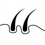 ประเภทของแมว